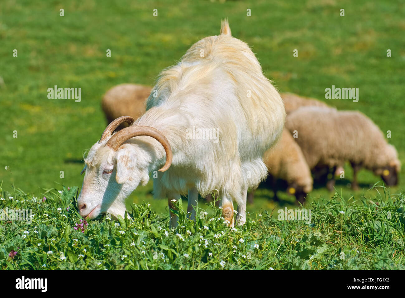 She-Goat bianco sul pascolo Foto Stock