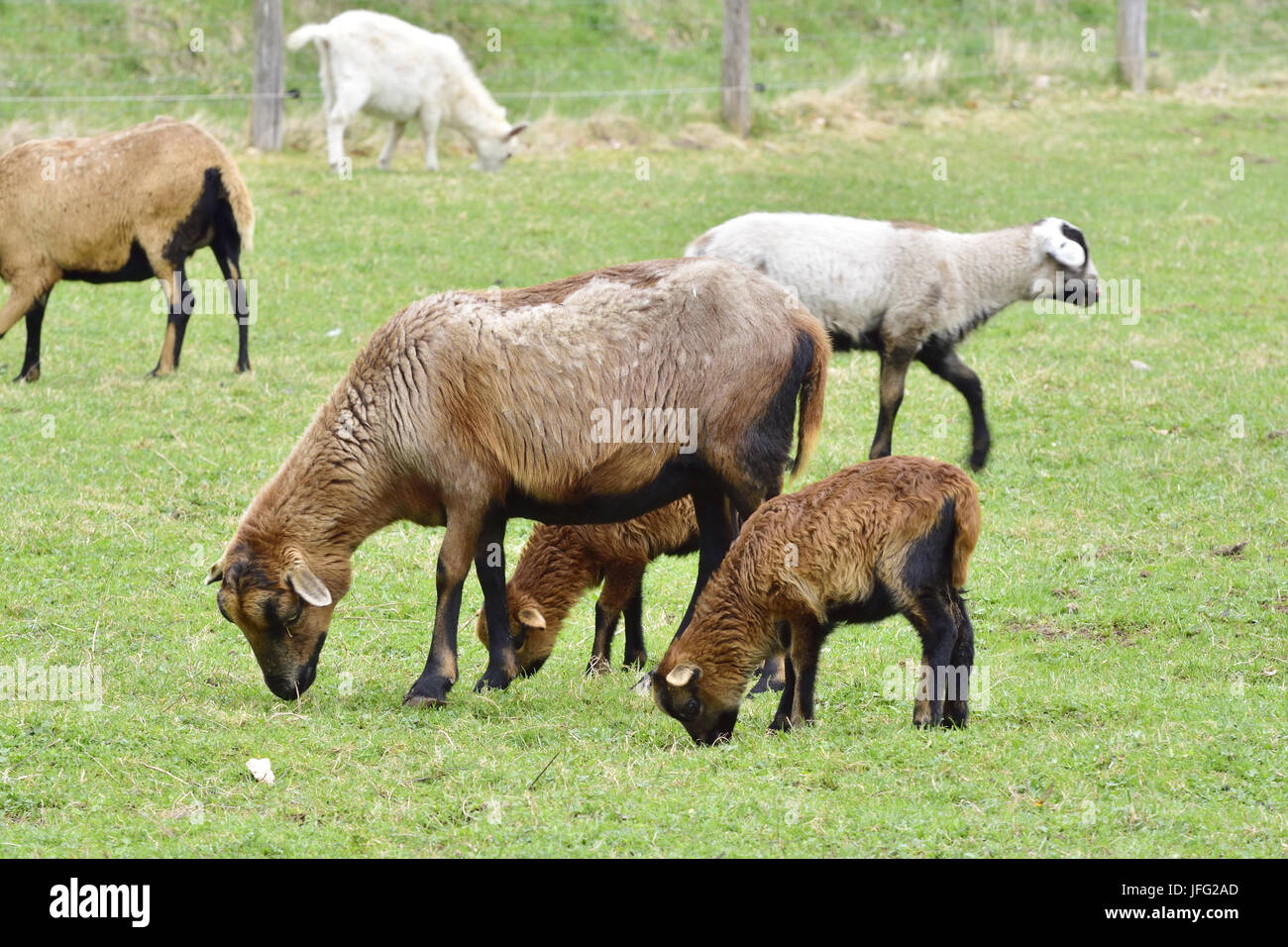 Delle pecore del Cameroun Foto Stock