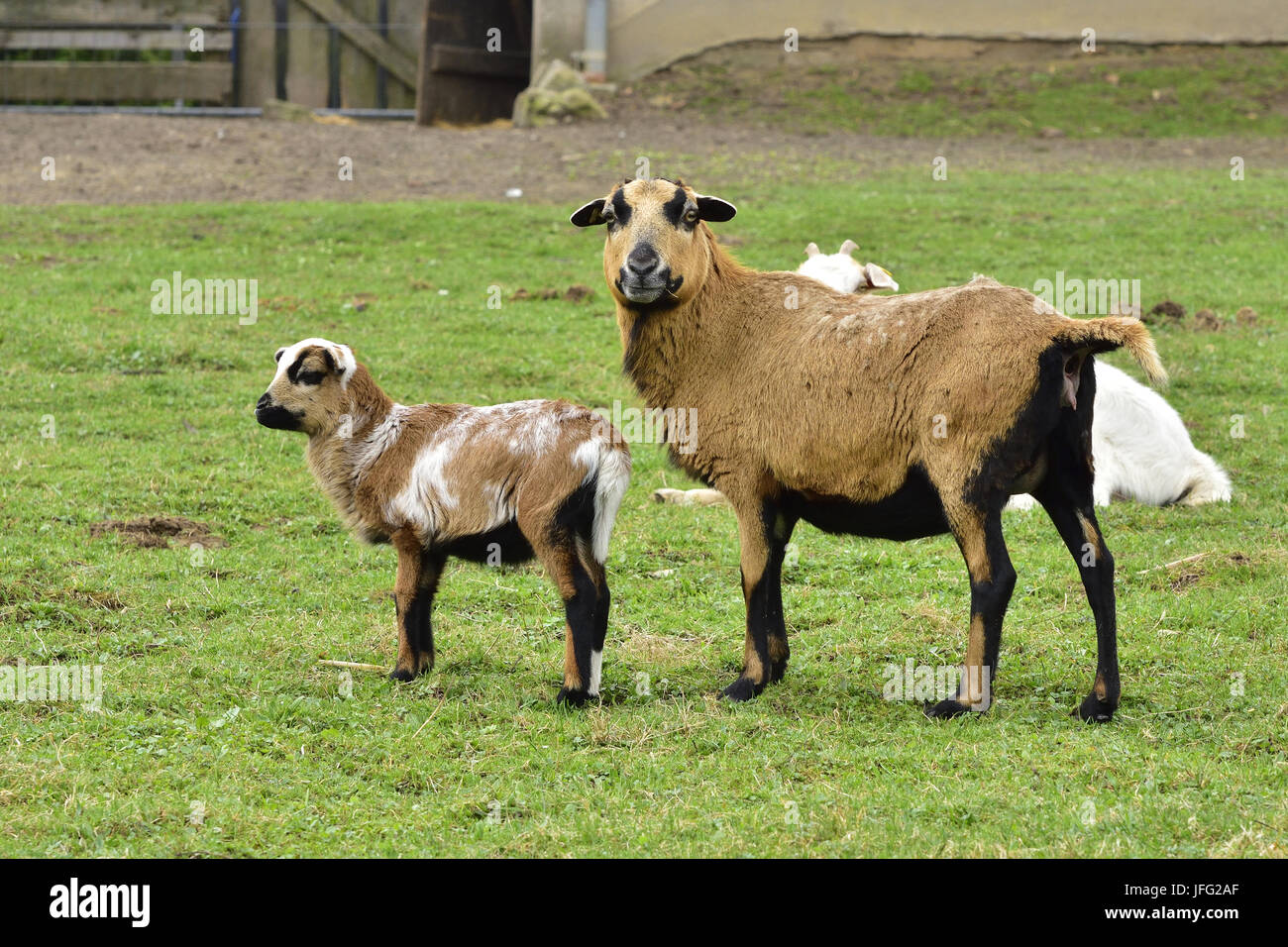 Delle pecore del Cameroun Foto Stock