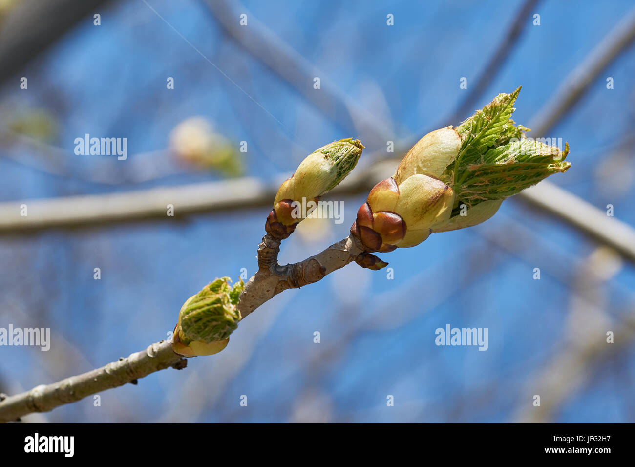 Le gemme su di un albero di castagno in primavera Foto Stock