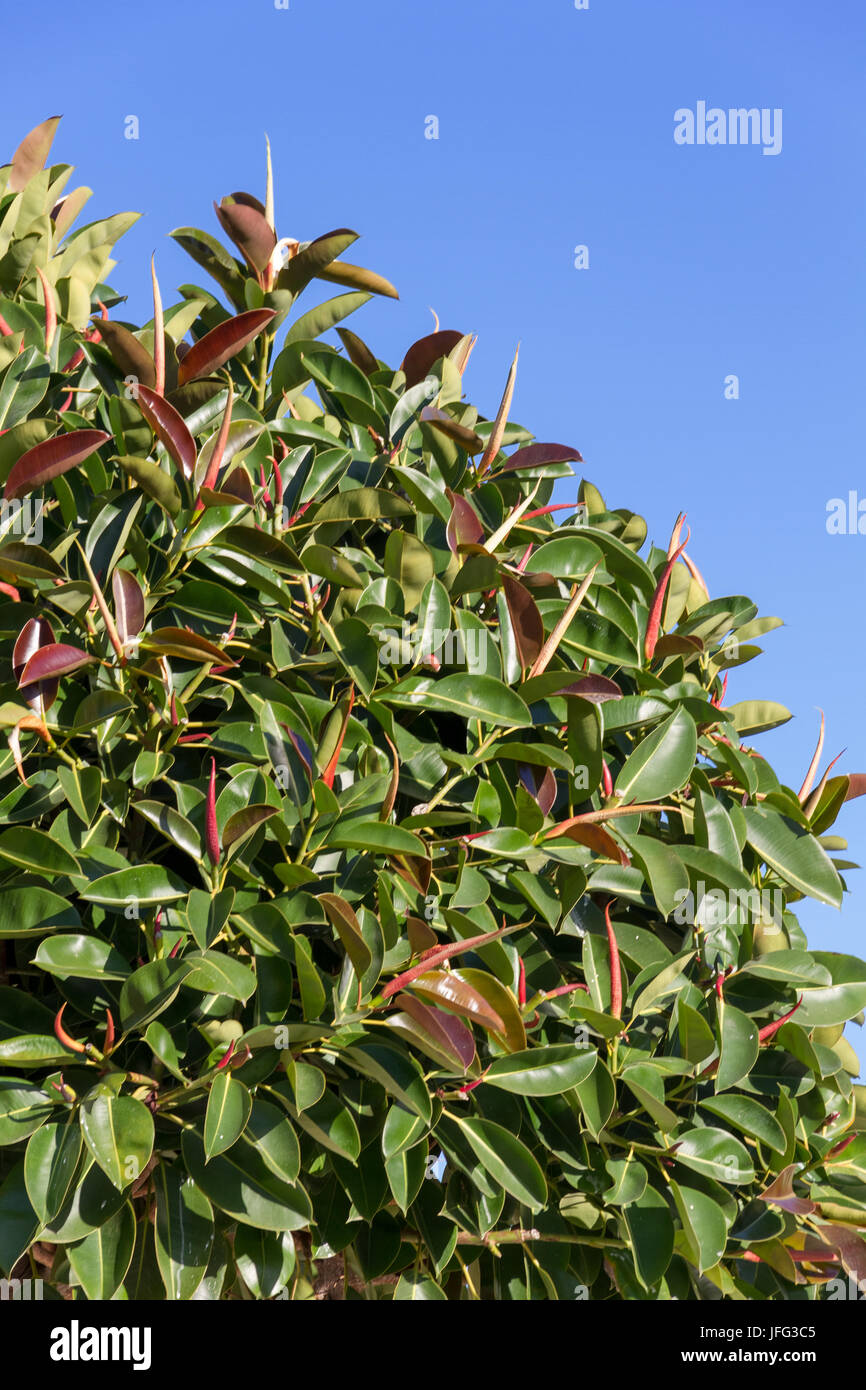Ficus decora immagini e fotografie stock ad alta risoluzione - Alamy