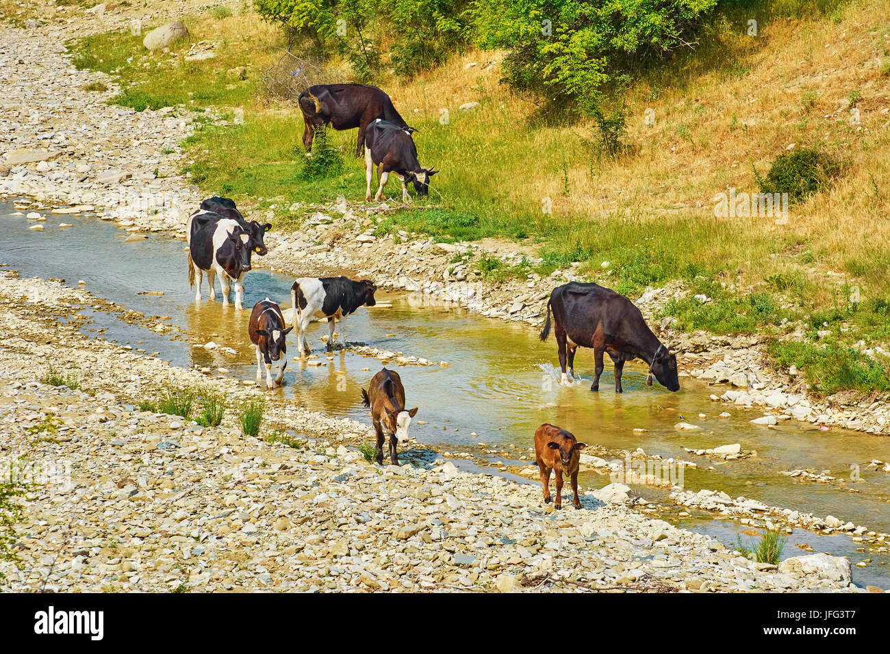 Mandria di mucche Foto Stock