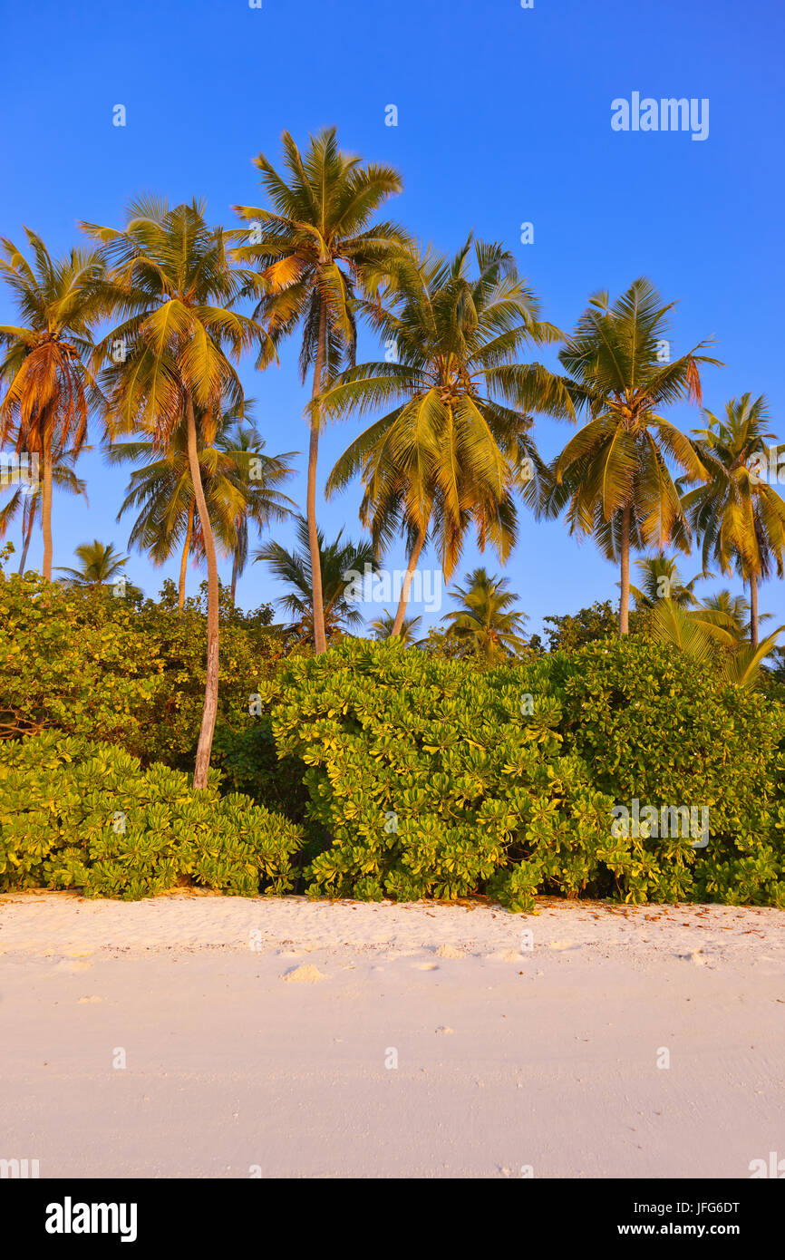 Tropical isole Maldive Foto Stock