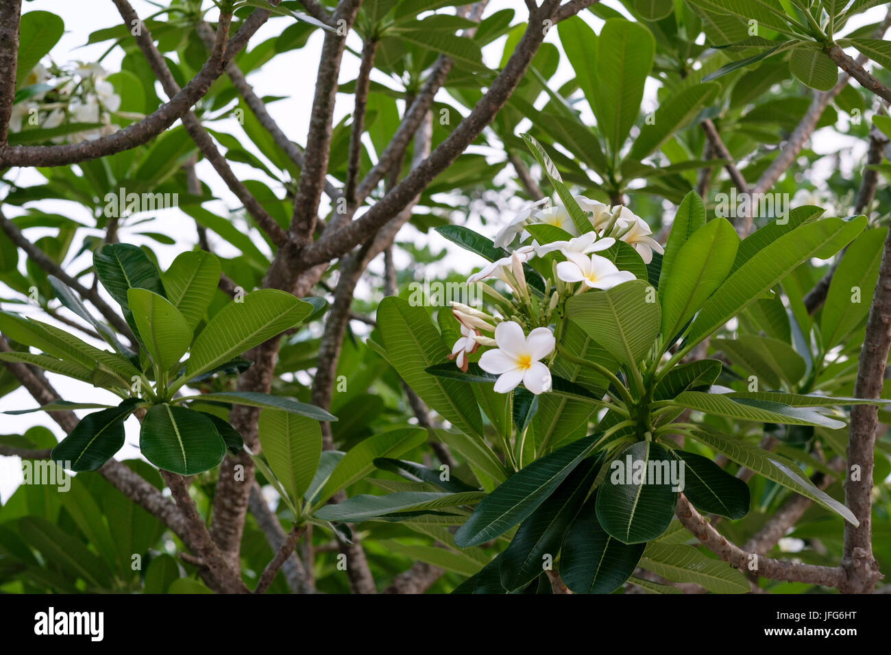White plumeria fiori su un albero in Laos, in Asia Foto Stock