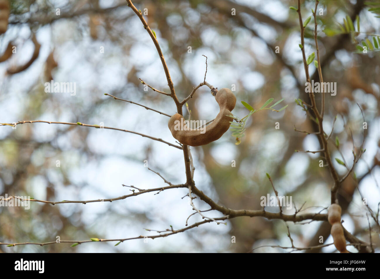 Il tamarindo pod su un albero Foto Stock