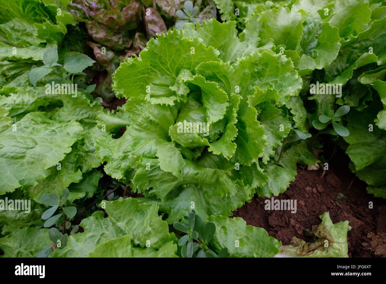 Close up di fresco verde lattuga in un giardino Foto Stock