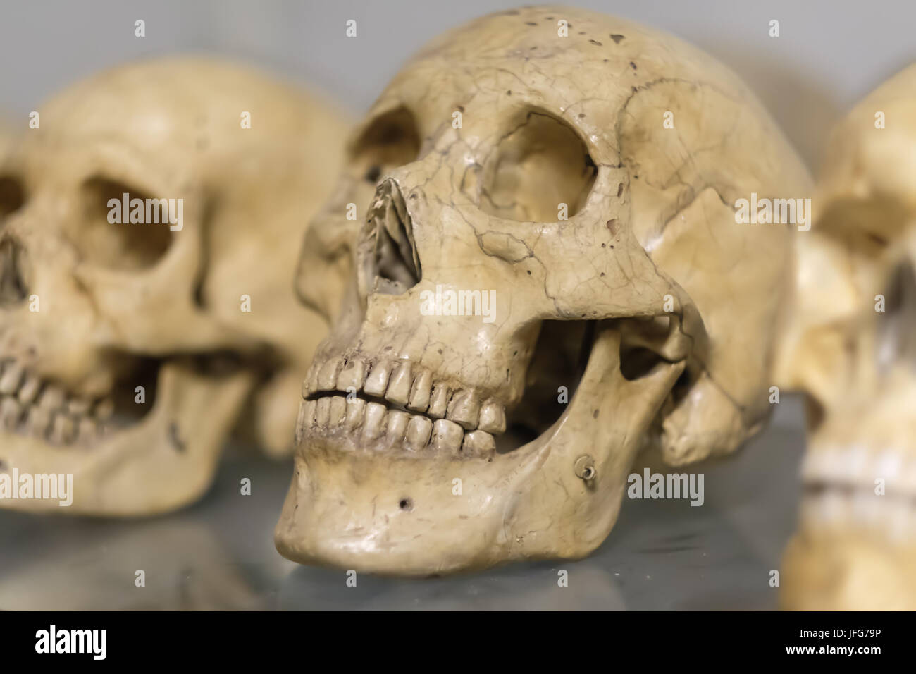 Crani umani Foto Stock
