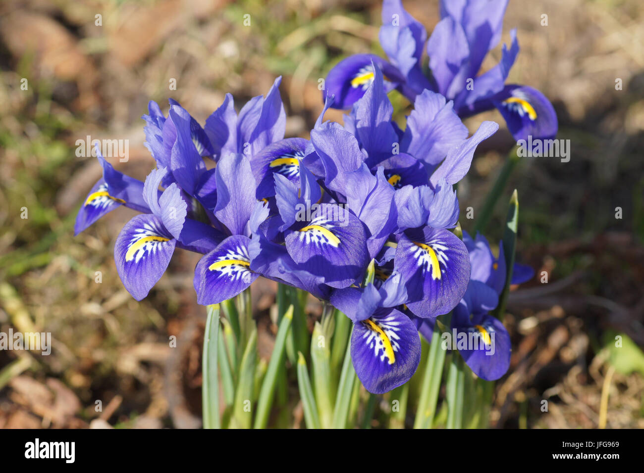 Iris reticulata, Iris Nani Foto Stock