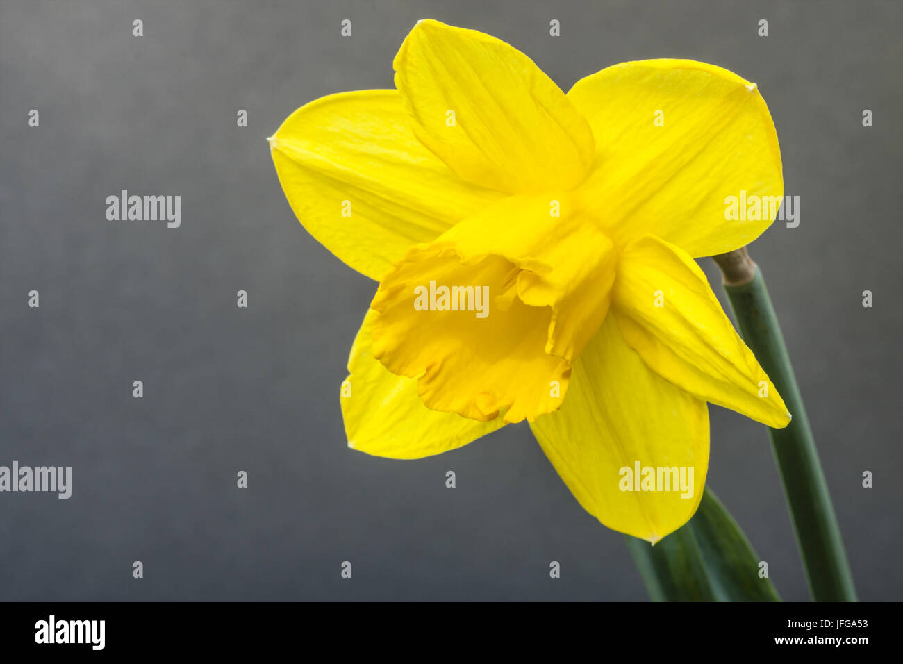 Giallo narciso Foto Stock