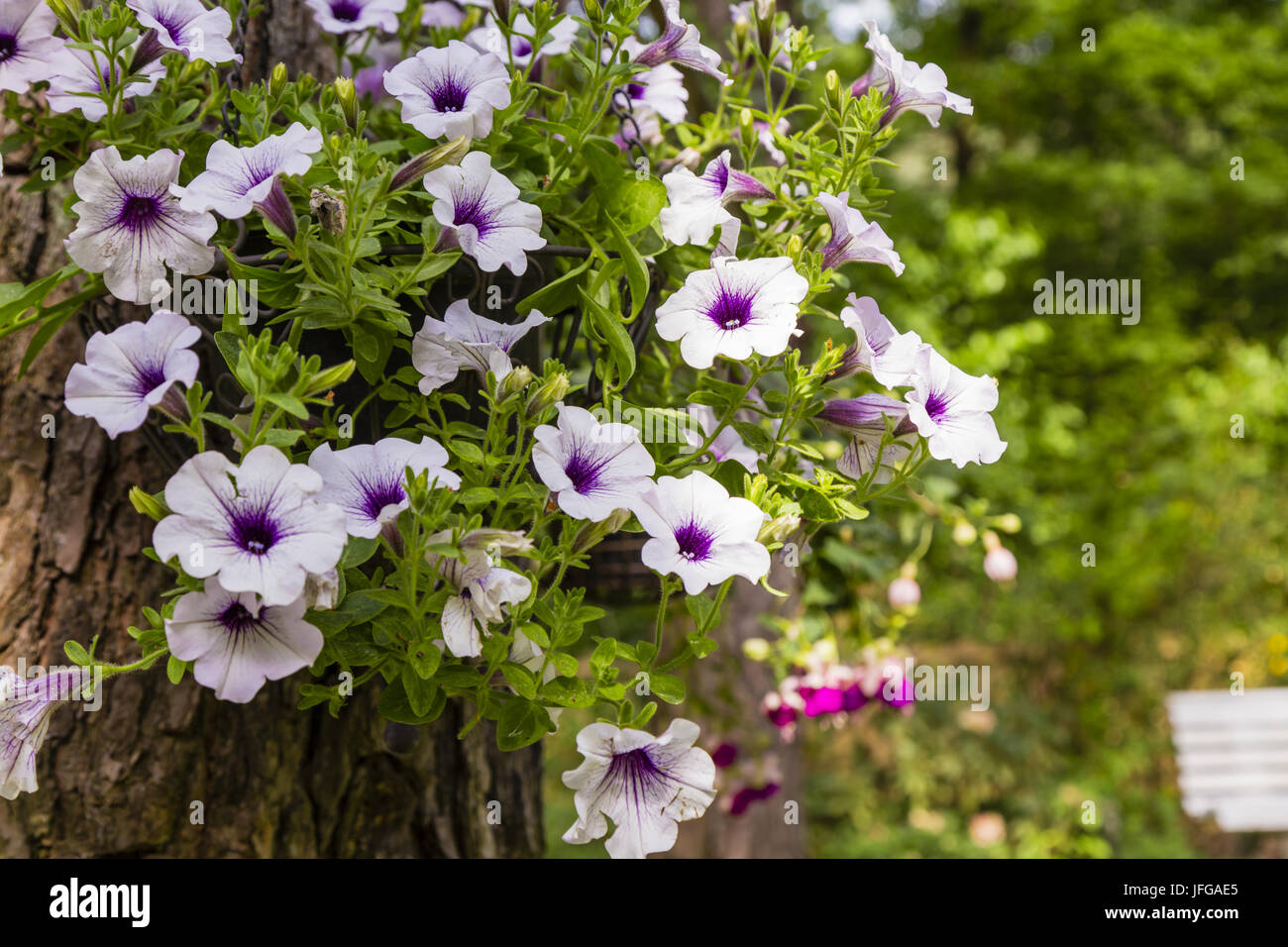 La petunia in un giardino Foto Stock
