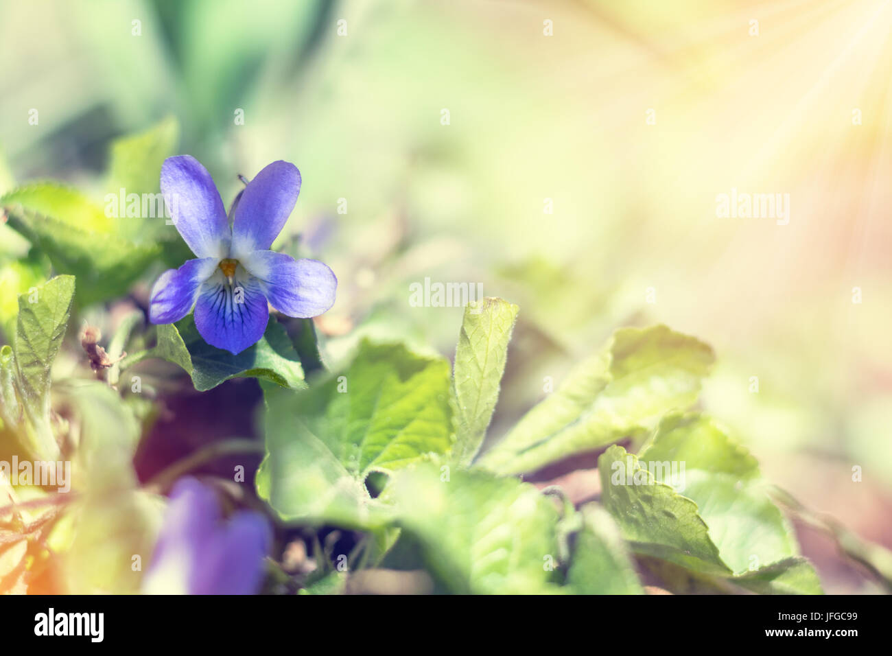 Molla di bellissimi fiori viola Viola odorata Foto Stock