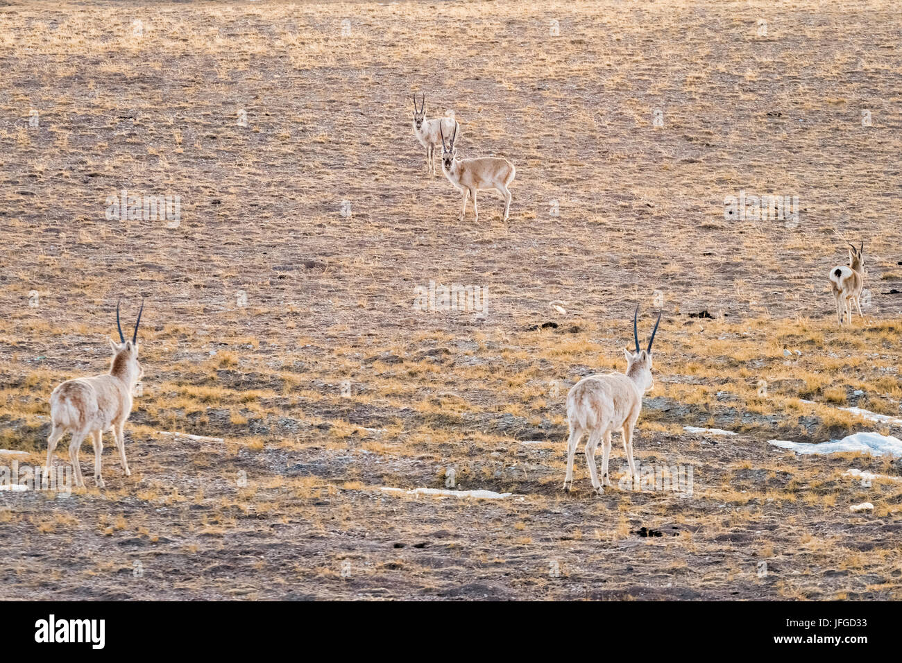 Cina antilope tibetana Foto Stock