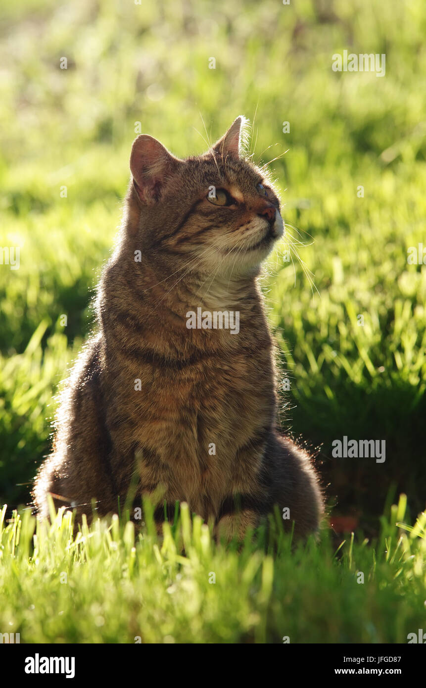 Agriturismo gatto sulla caccia agli uccelli Foto Stock