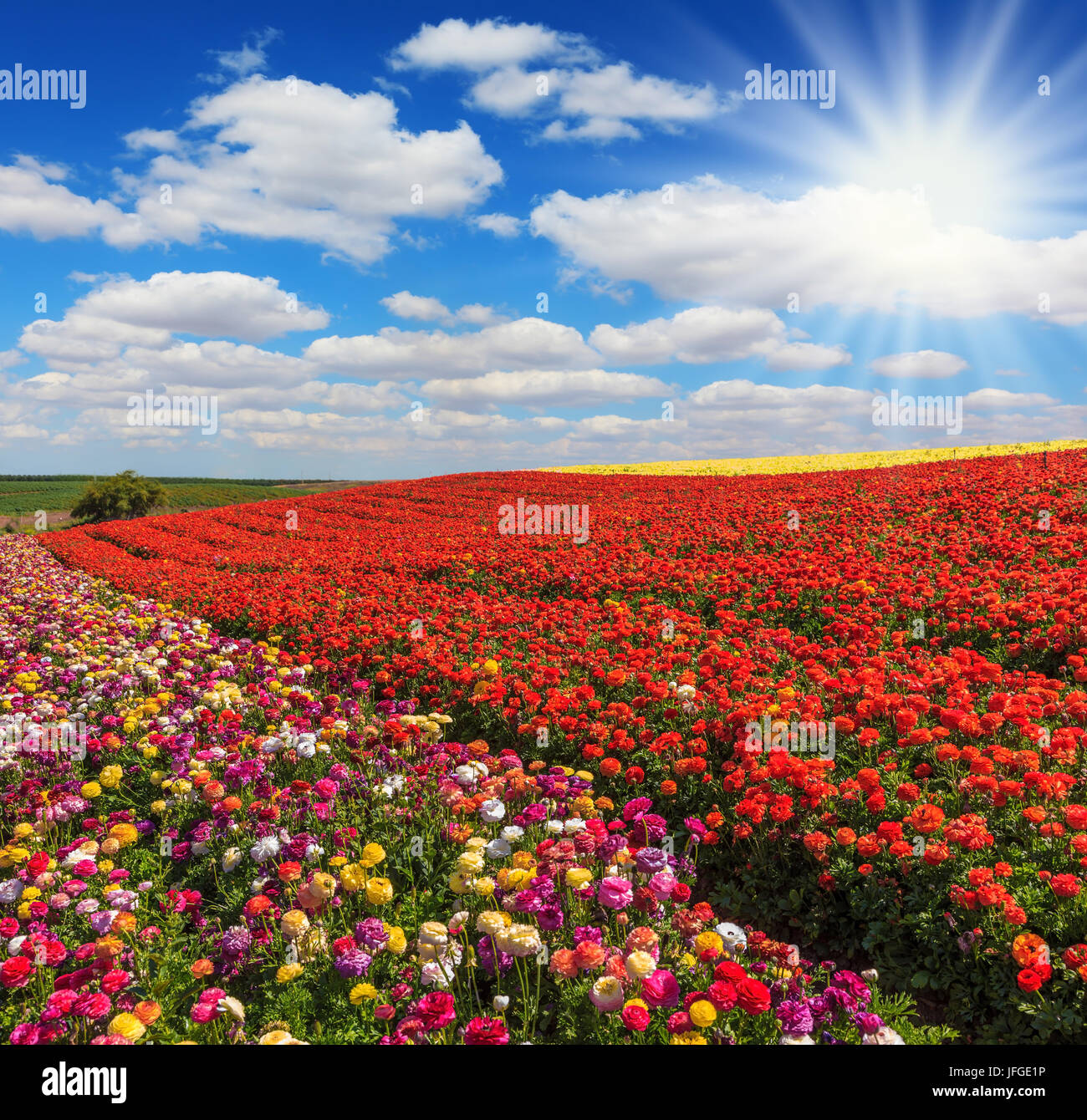 Il sole di primavera illumina il campo in Israele Foto Stock