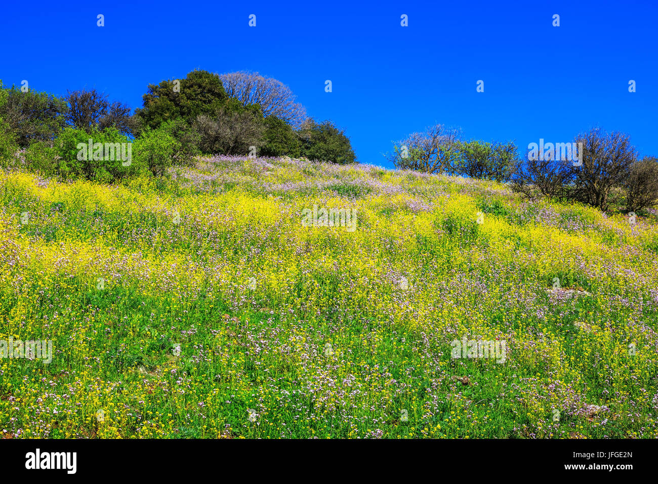 Alture del Golan in giornata soleggiata Foto Stock