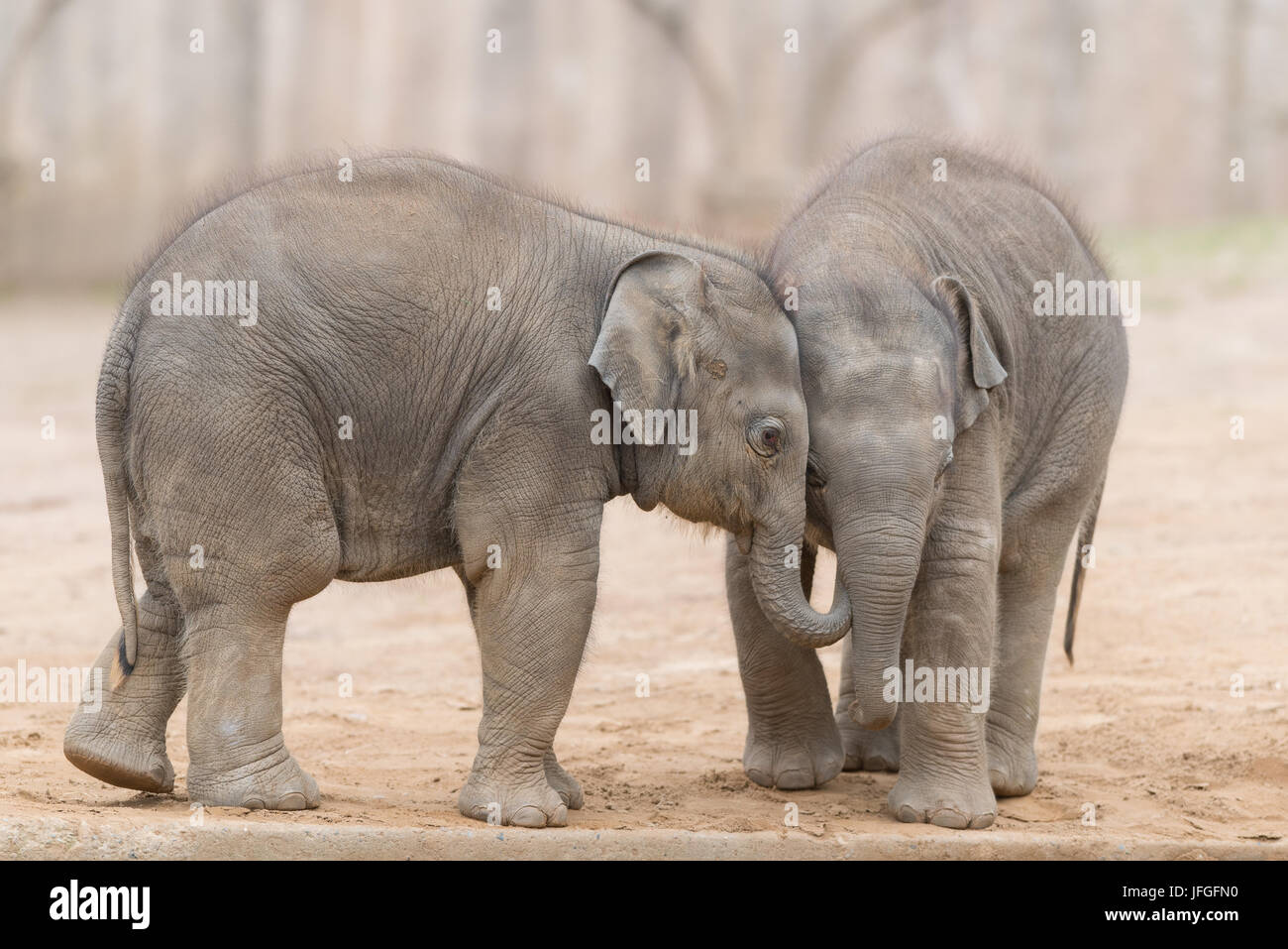 Giovani Elefanti asiatici Foto Stock