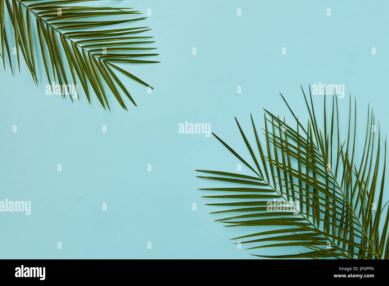 Foglie di palmo isolato Foto Stock