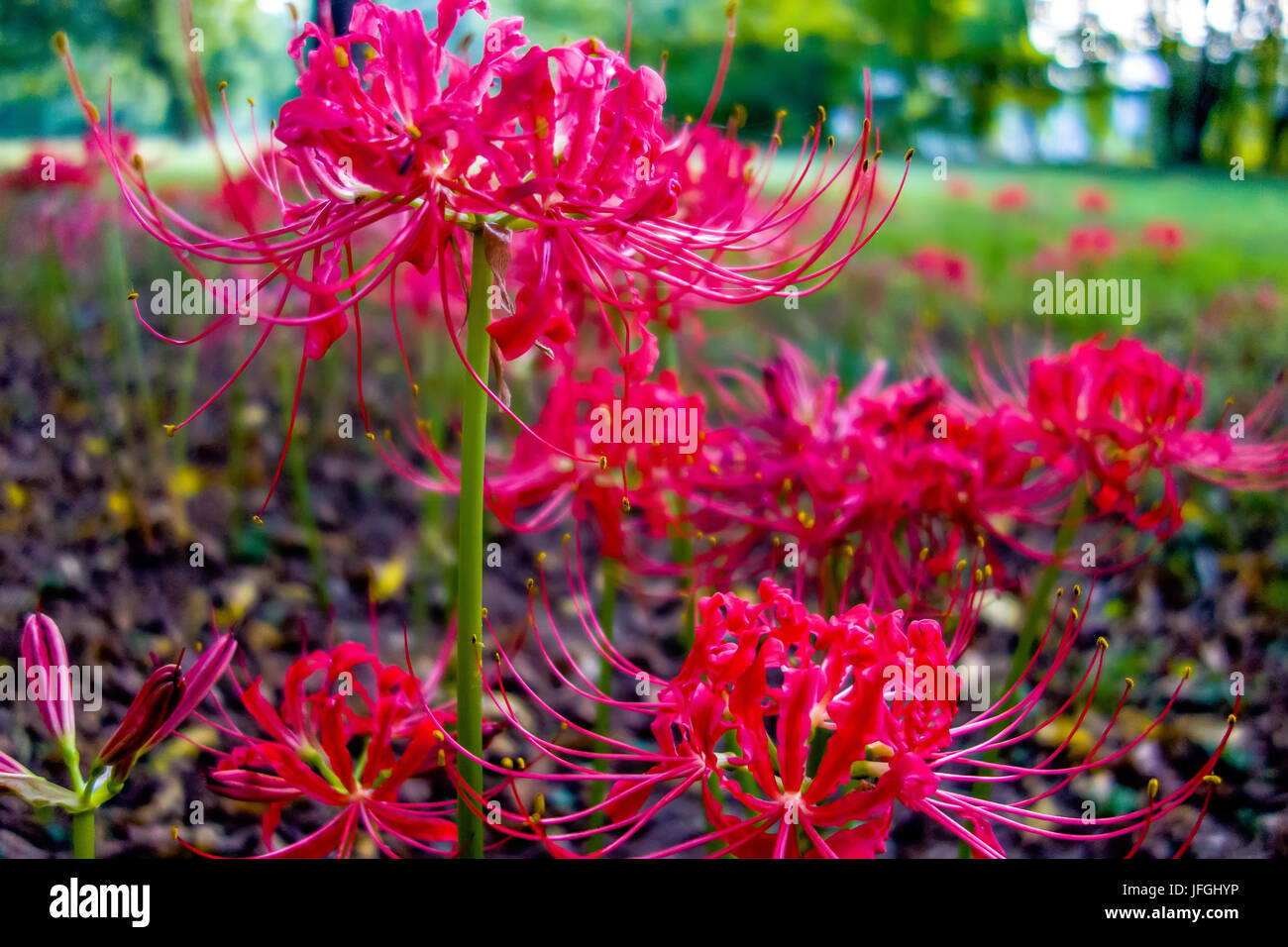 Ragno rosso lily lycoris radiata cluster higanbana amaryllis Foto Stock