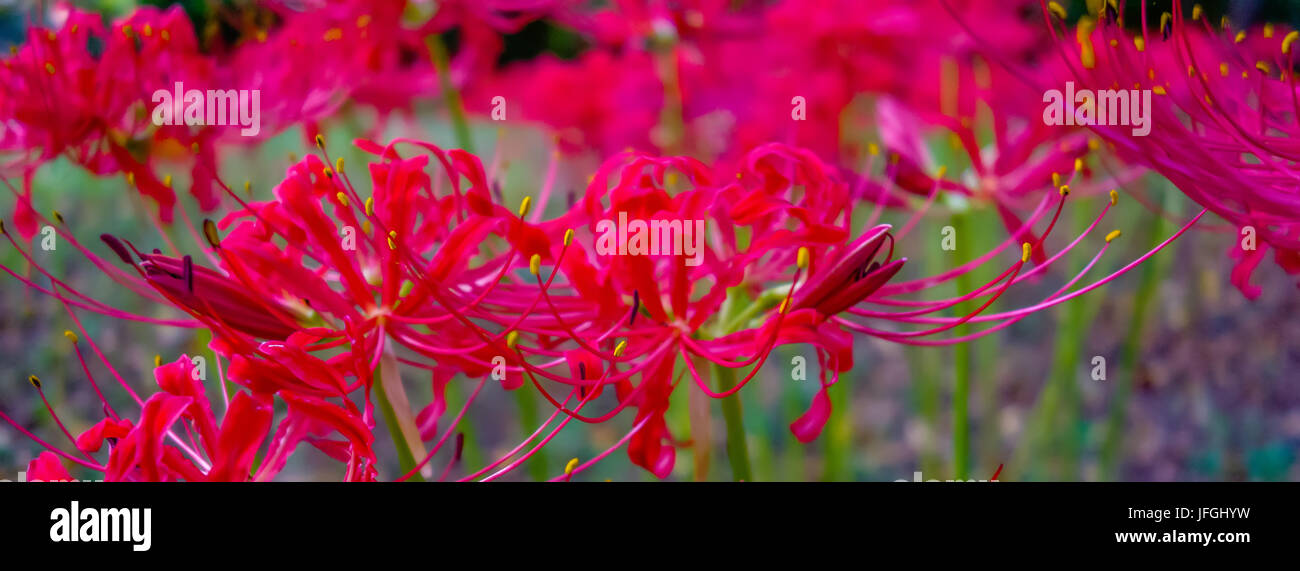 21 Bulbi Di Lycoris Radiata (Giglio Ragno) – Pianta Esotica Per Giardino, Balcone E Bonsai, Fioritura Primaverile, Facile Da Coltivare
