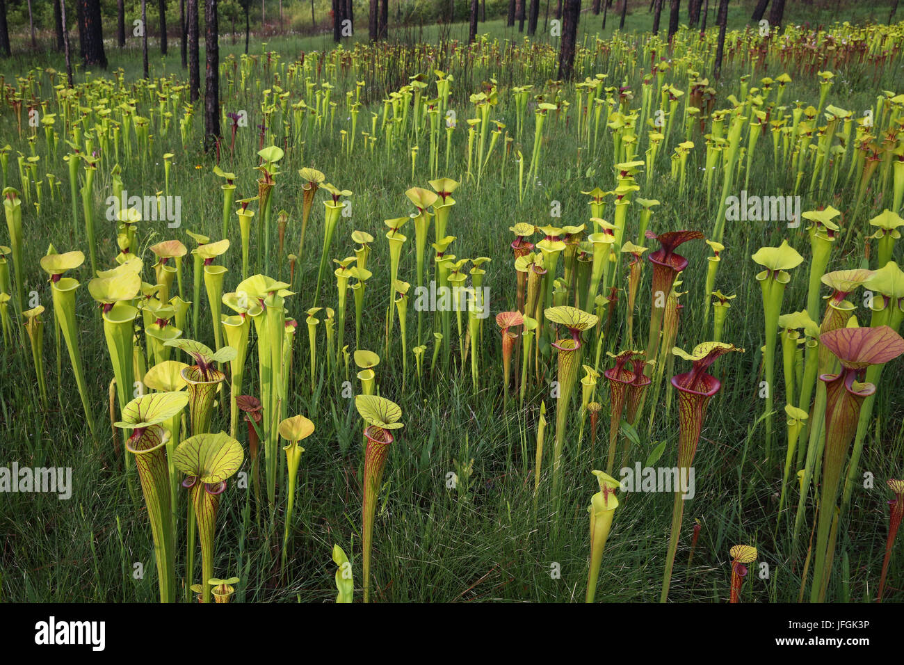Varietà di piante brocca (Sarracenia) cresce in collina di infiltrazione bog, SE USA Foto Stock