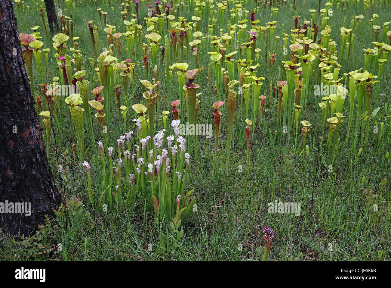 Brocca piante (Sarracenia) cresce in collina di infiltrazione bog, SE USA Foto Stock