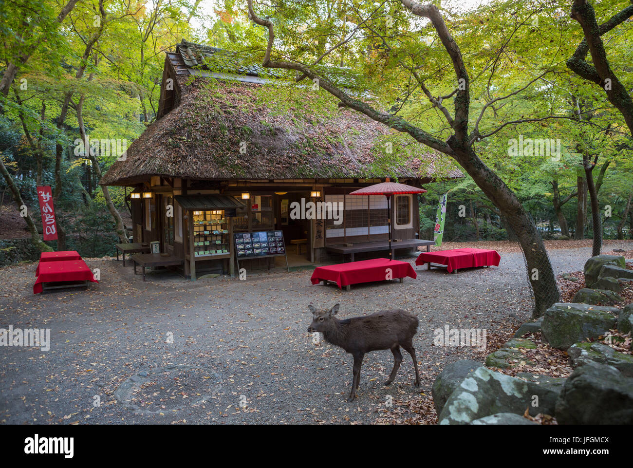 Giappone, Kansai, Nara City, il Parco di Nara Foto Stock