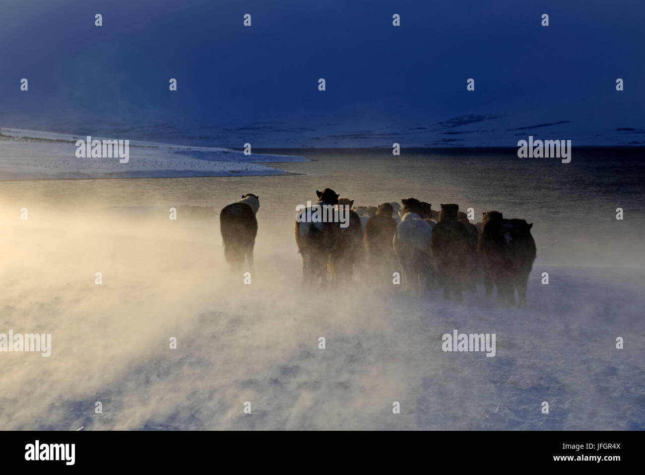 L'Islanda, Islanda, a nord-est, Islanda cavalli nel Eyjafjördur vicino Akureyri Foto Stock