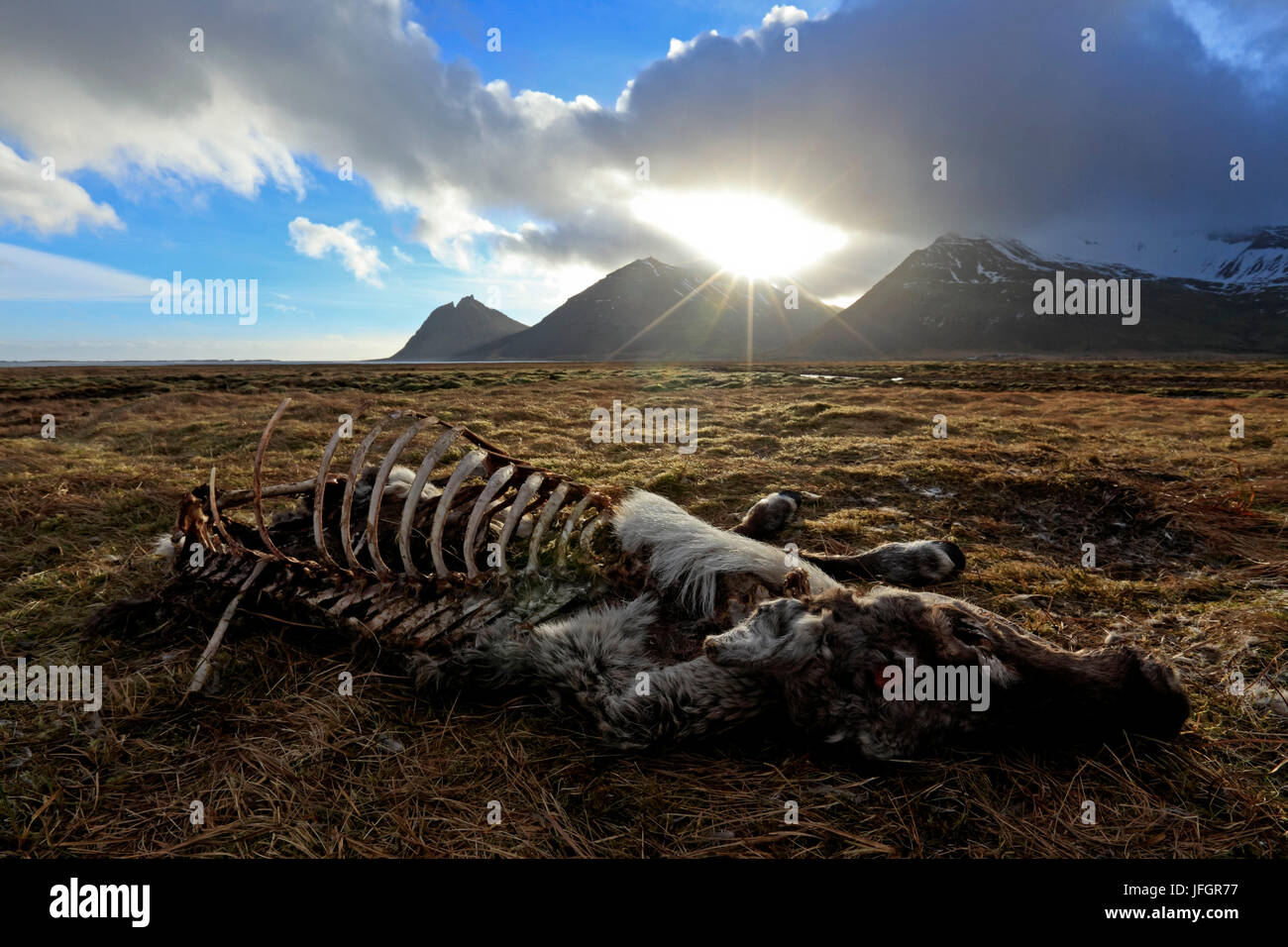 L'Islanda, l'Islanda, l'oriente, Ostisland, morto renne Foto Stock