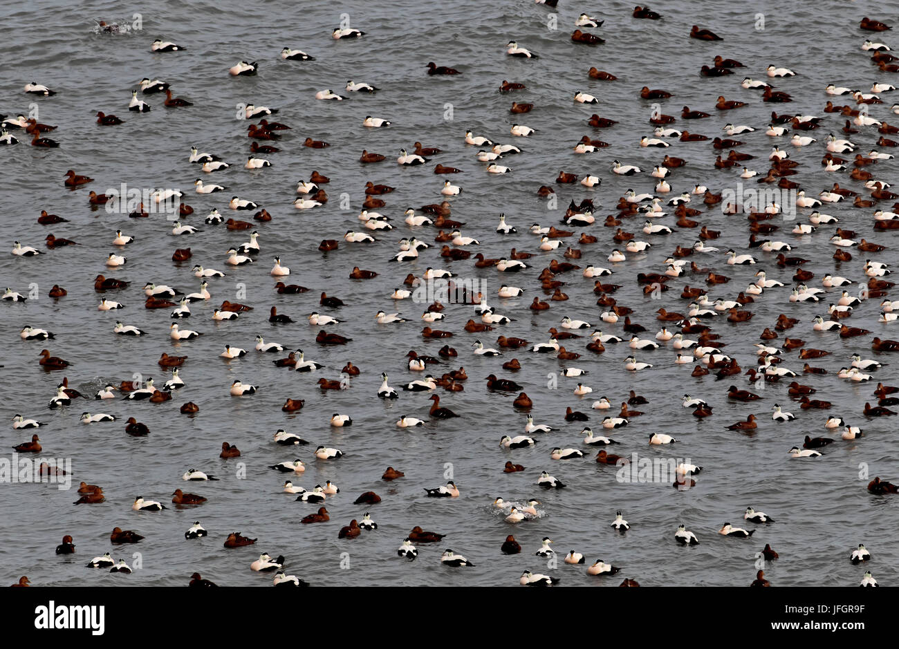 L'Islanda, a ovest di fiordi, usuali eiders, Somateria mollissima Foto Stock