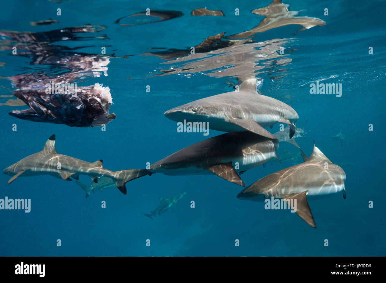 Alimentazione del punto di nero gli squali, Carcharhinus melanopterus, Marovo Lagoon, nelle Isole Salomone Foto Stock