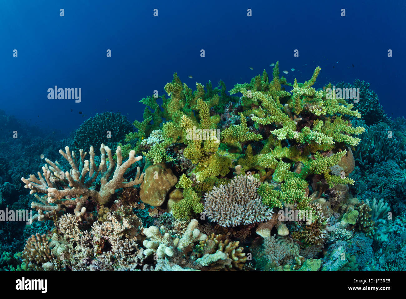 Hard Coral reef, Marovo Lagoon, nelle Isole Salomone Foto Stock