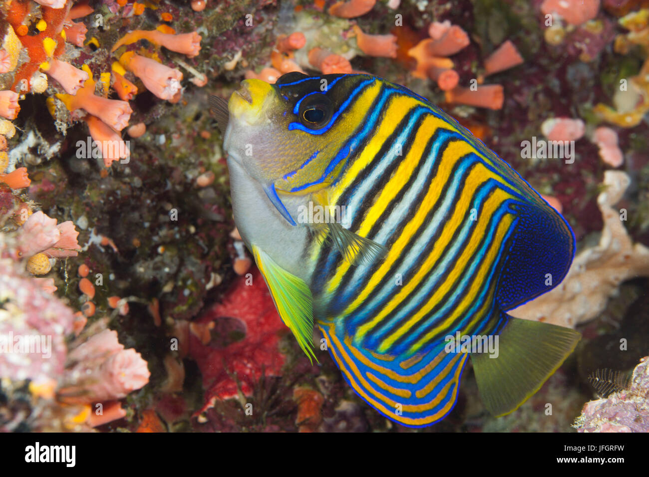 Peacock farfalle di pesce imperiale, Pygoplites diacanthus, Marovo Lagoon, nelle Isole Salomone Foto Stock