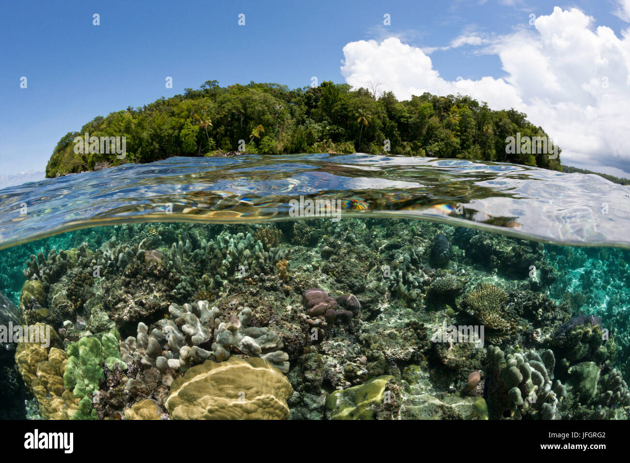 Tetto Reef con coralli, Marovo Lagoon, nelle Isole Salomone Foto Stock