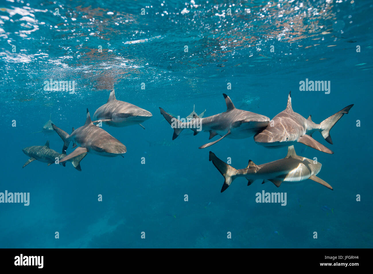 Punto di nero gli squali, Carcharhinus melanopterus, Marovo Lagoon, nelle Isole Salomone Foto Stock