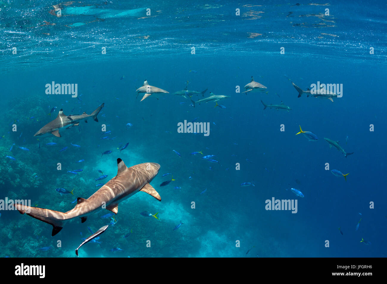 Punto di nero gli squali, Carcharhinus melanopterus, Marovo Lagoon, nelle Isole Salomone Foto Stock