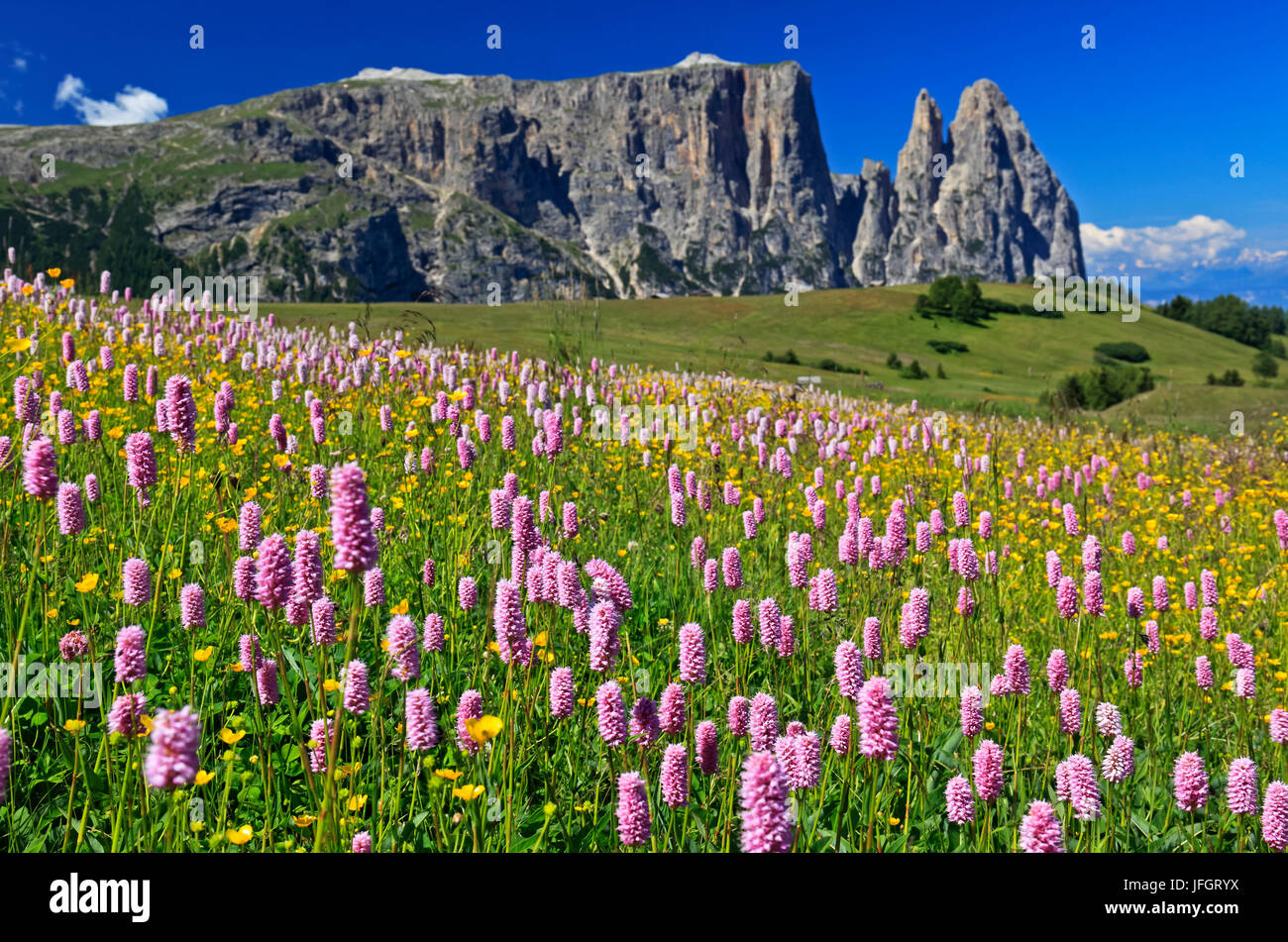 L'Italia, Regione Trentino Alto Adige, provincia di Bolzano e le Dolomiti, Alpe di Siusi, vista sull'Alpe di Siusi sullo Sciliar Foto Stock