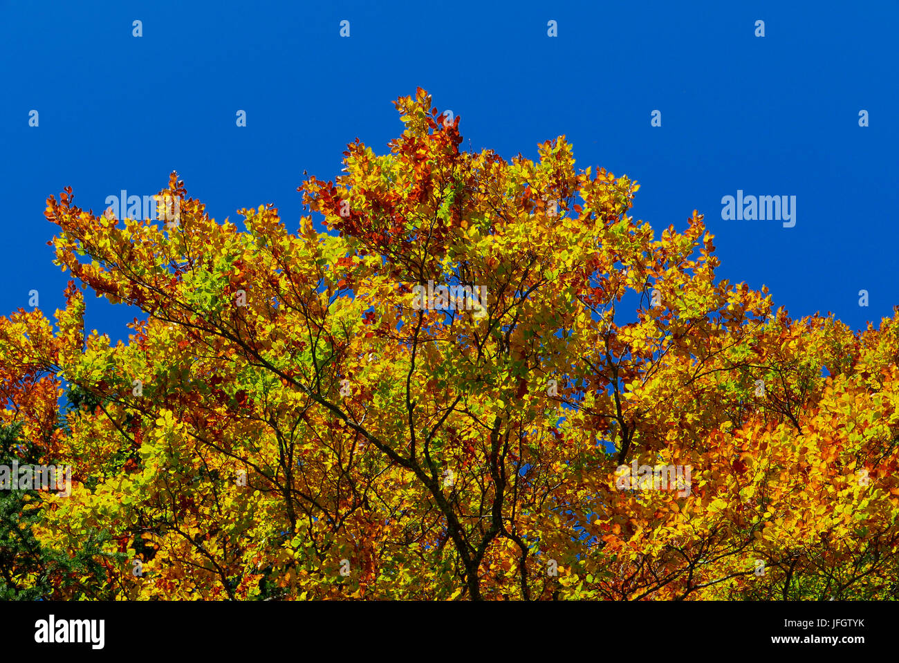Tetto in foglia di un faggio in autunno colori contro il cielo blu, Leutaschtal, Tirolo Foto Stock