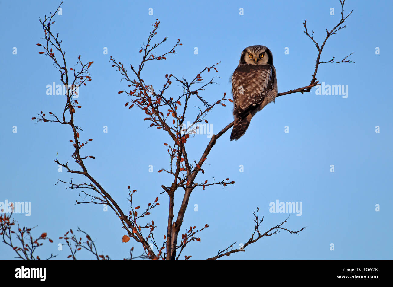 L'Europa, Svezia, Lapponia, Sparrow Hawk owl, Foto Stock