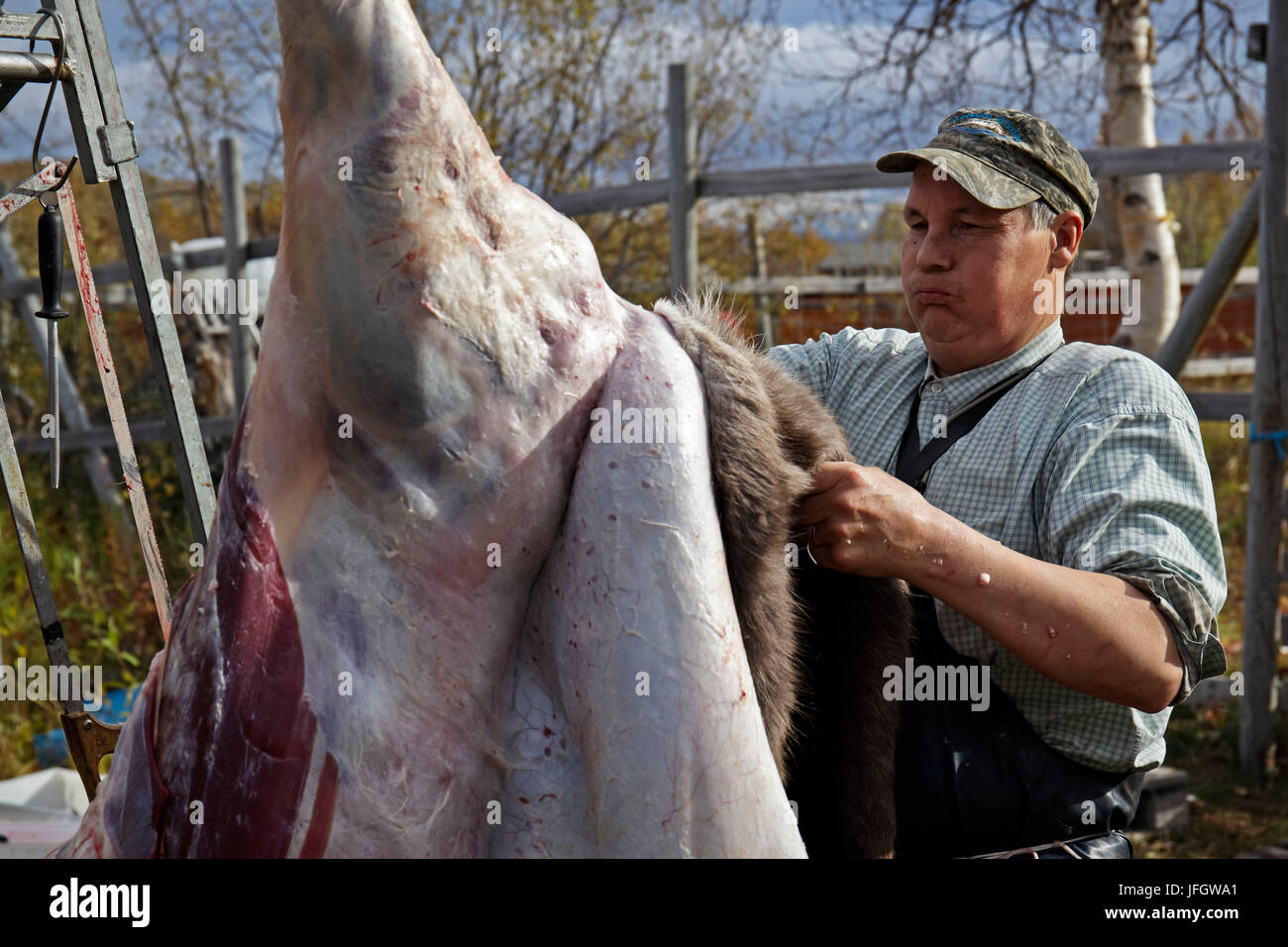 L'Europa, in Svezia, in Lapponia, provincia di Norrbotten, panno Rentierscheid, titolare di pensione o di rendita di macellazione Foto Stock