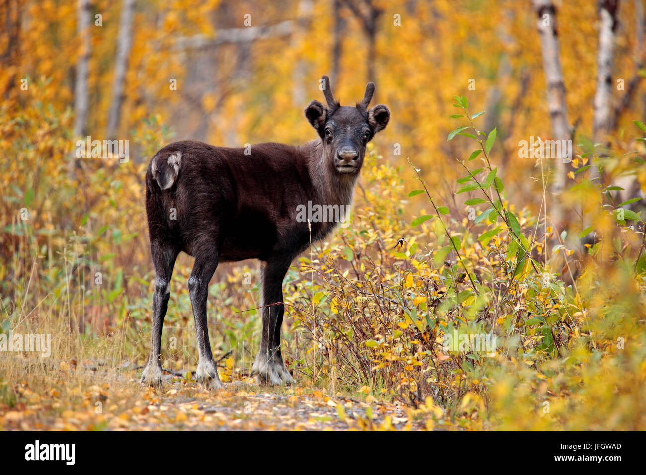 La Svezia, Lapponia, provincia di Norrbotten, Abisko national park, il titolare di pensione o di rendita, Foto Stock