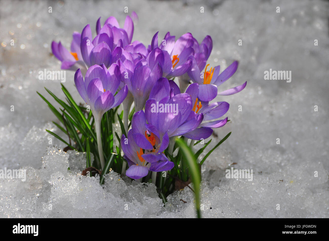 La flora, crocus, neve Foto Stock