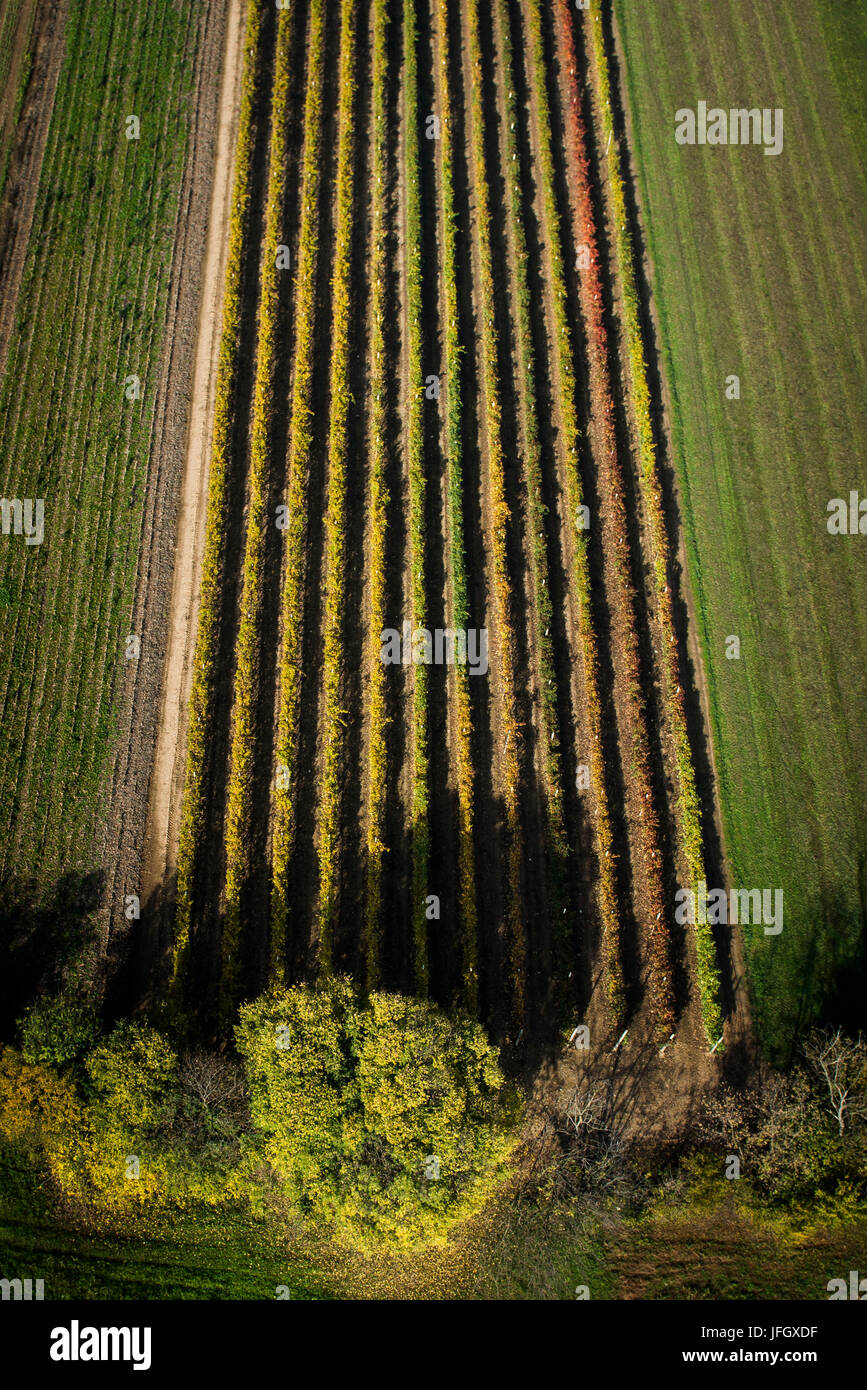 La viticoltura, l'autunno, antenna scatti, light, Ventien, Italia Foto Stock
