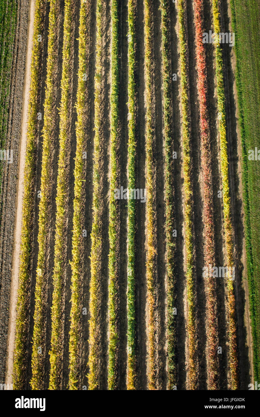La viticoltura, l'autunno, antenna scatti, light, Ventien, Italia Foto Stock
