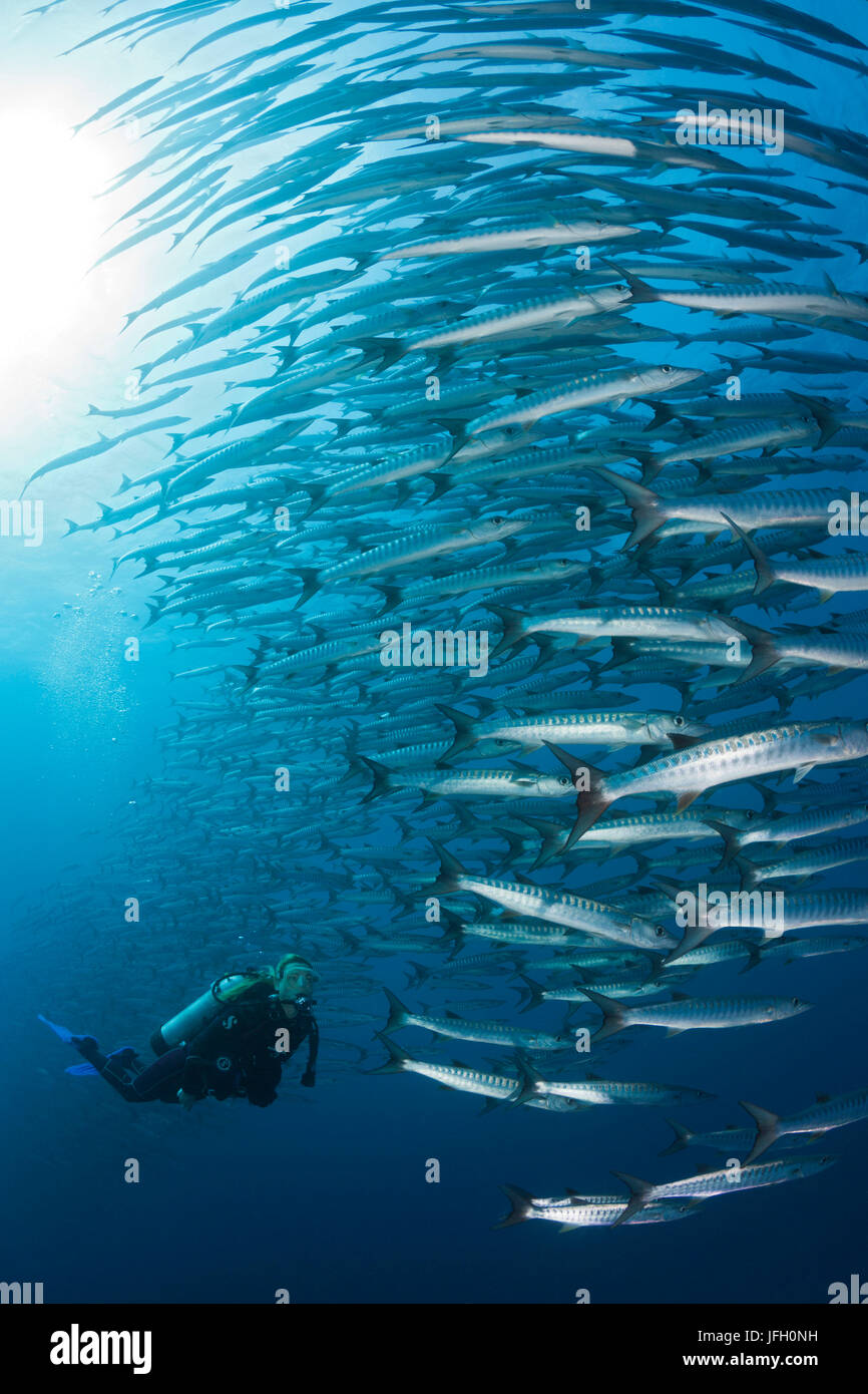 Subacqueo e sogno blackfin barracuda, Sphyraena qenie, Shaab Rumi, il mare rosso Sudan Foto Stock