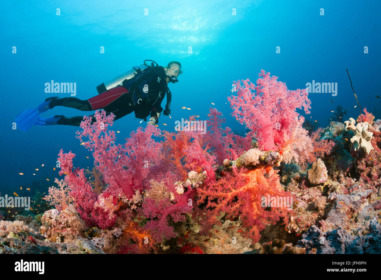Sommozzatore su Coral reef del Mar Rosso, Ras Mohammed, Egitto Foto Stock