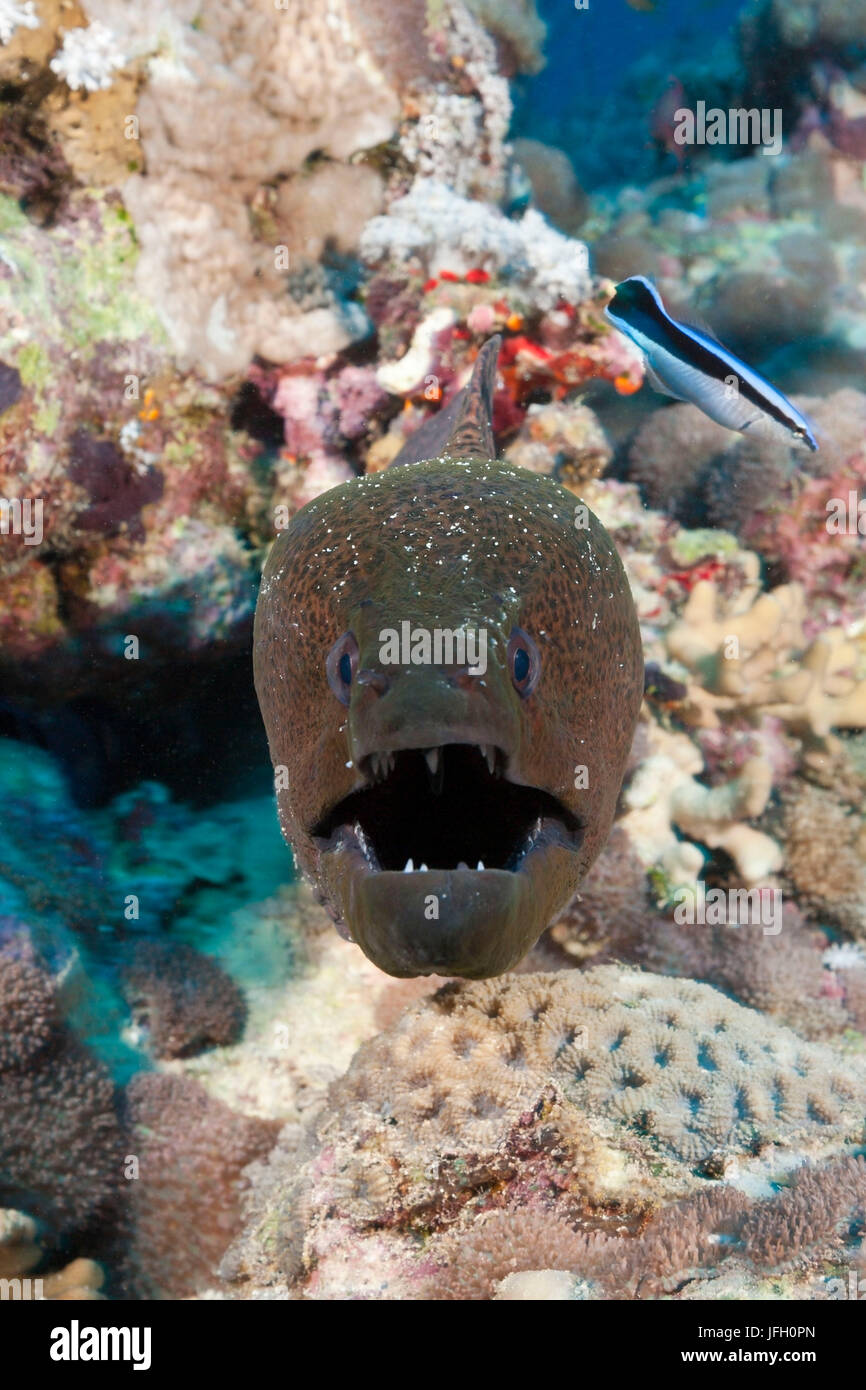 Murena Gigante, Gymnothorax javanicus, il Mare Rosso, Dahab, Egitto Foto Stock