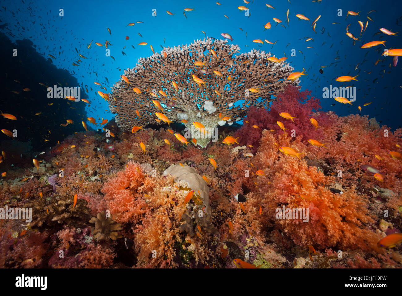 Coral reef di colorati coralli molli, il Mare Rosso, Dahab, Egitto Foto Stock