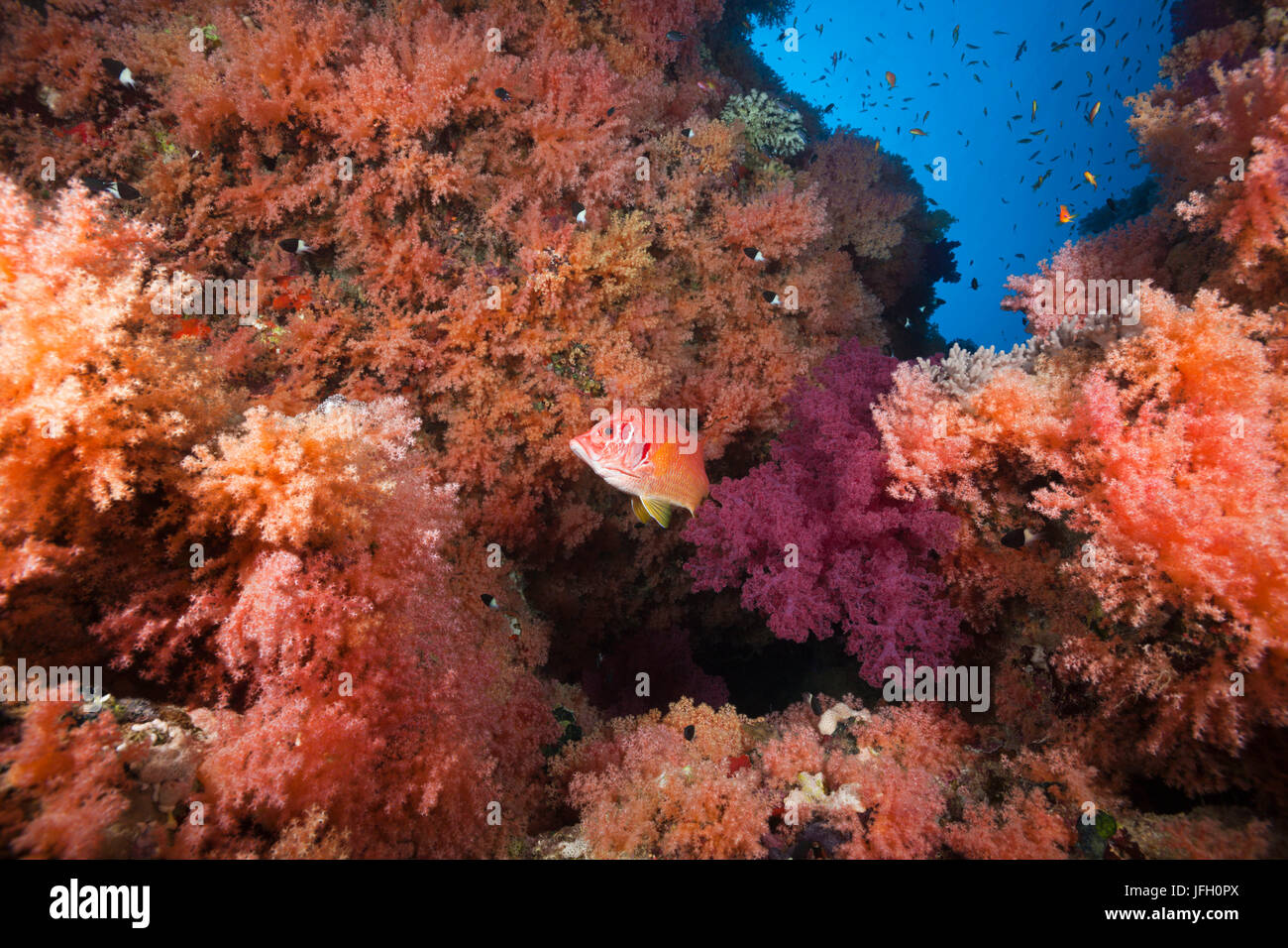 Coral reef di colorati coralli molli, il Mare Rosso, Ras Mohammed, Egitto Foto Stock