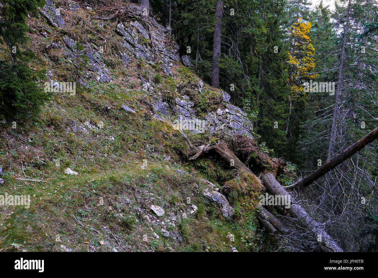 Interruzione della strada da alberi caduti nel ripido bosco di legname, Hinterautal, Karwendel, Tirolo Foto Stock