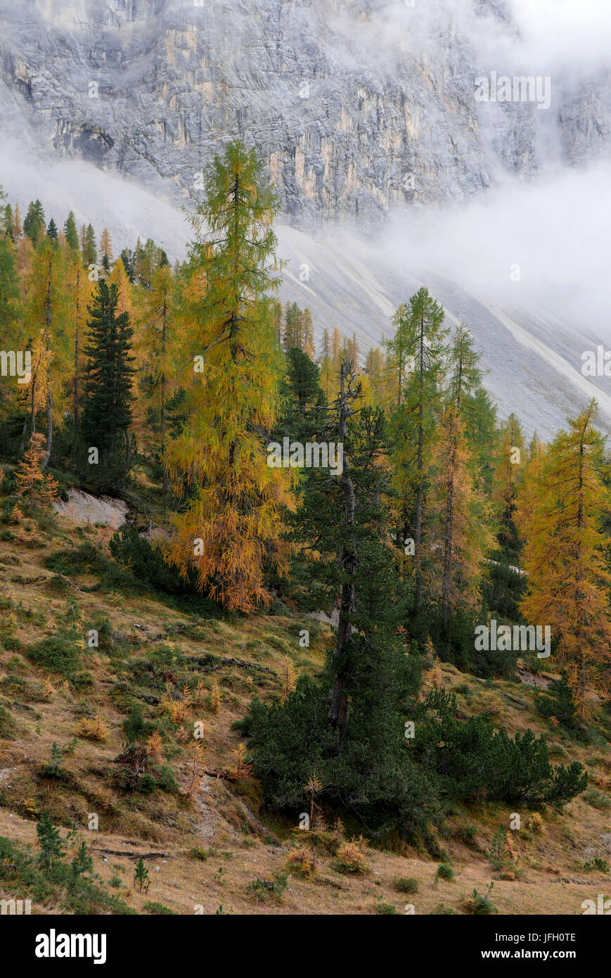 Autunnale di alta montagna con legno luminoso larici e pini cembri nella Hinterautal nella parte anteriore del ghiaione e nebbia, Karwendel, Tirolo Foto Stock